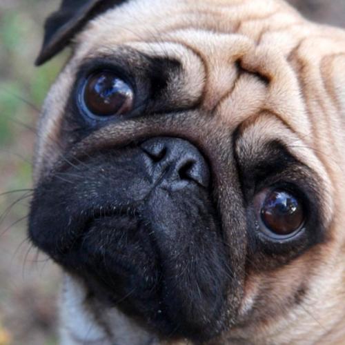 หมาตูบแสนรู้