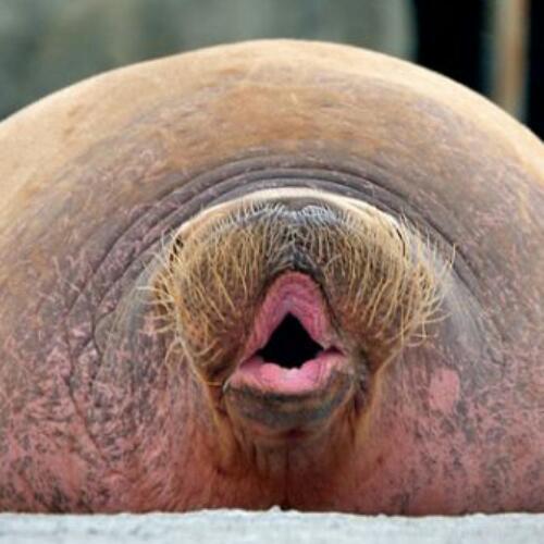 สมาชิกหมายเลข 3391454