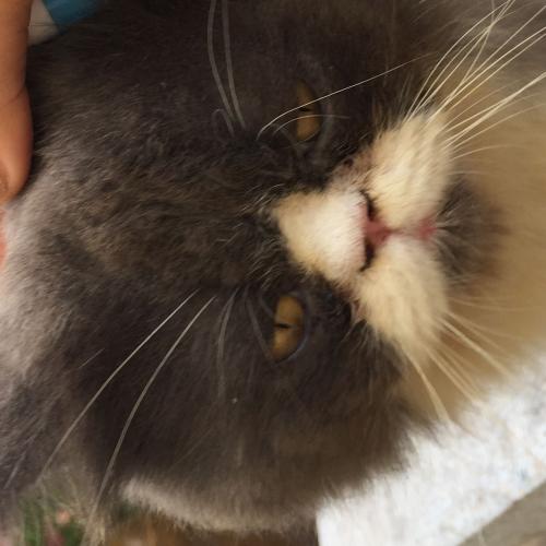 สมาชิกหมายเลข 4290586