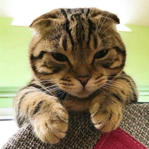 สมาชิกหมายเลข 4501356