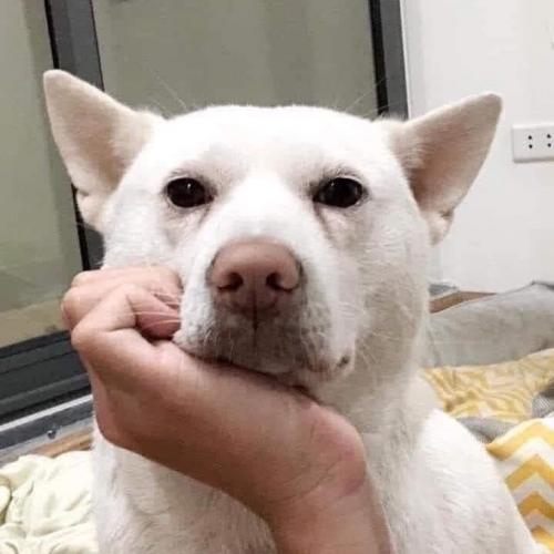 สมาชิกหมายเลข 7268027