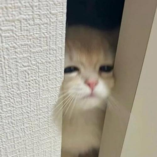 สมาชิกหมายเลข 5009711