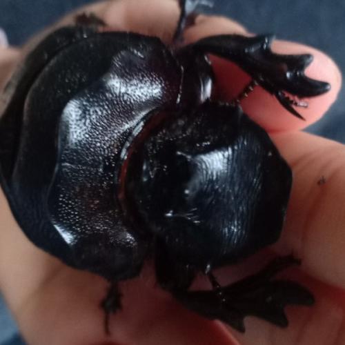 สมาชิกหมายเลข 2597661