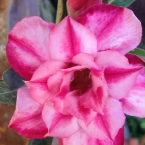 สมาชิกหมายเลข 2933393