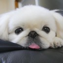 สมาชิกหมายเลข 3797474