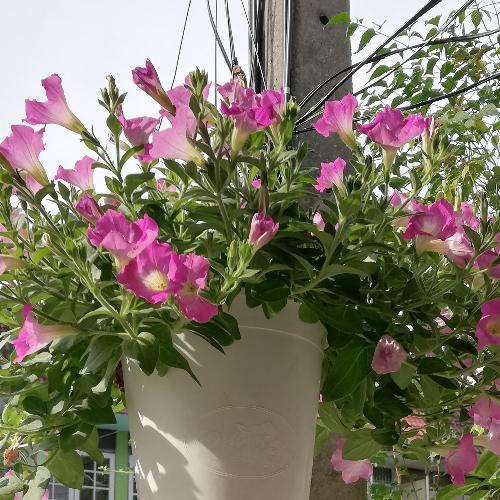 สมาชิกหมายเลข 1699585