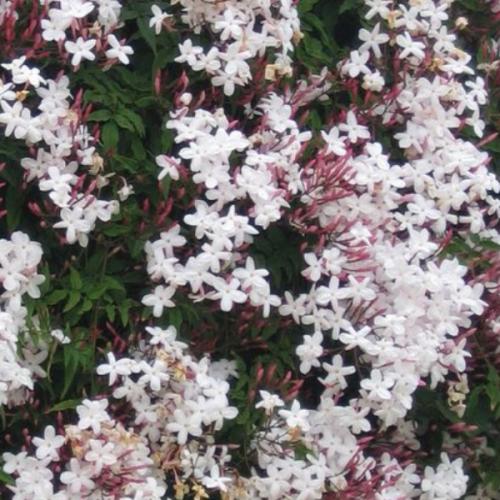 เดซี่มะลิซ้อน