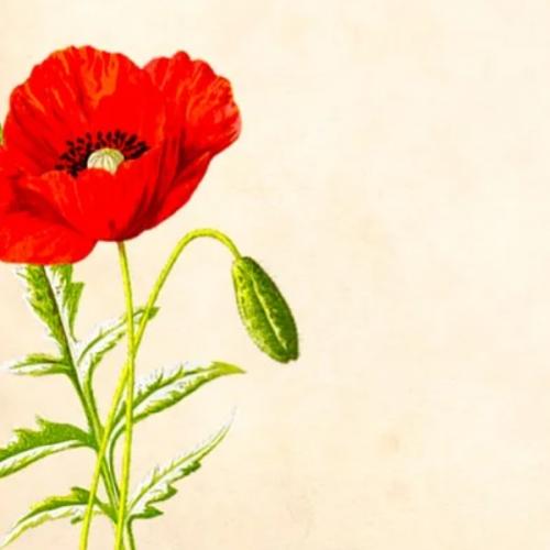 สมาชิกหมายเลข 5943256