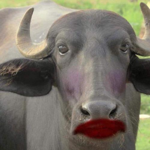 สมาชิกหมายเลข 4553372