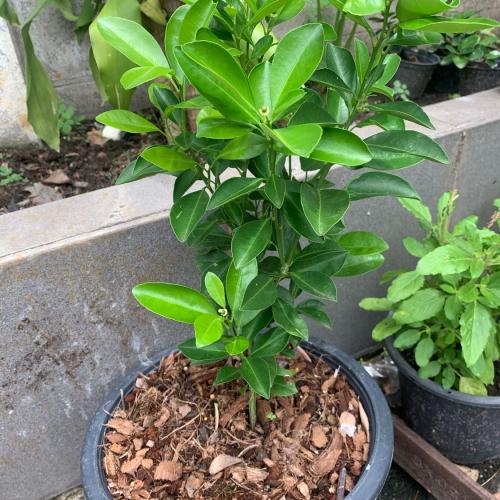 สมาชิกหมายเลข 6545753