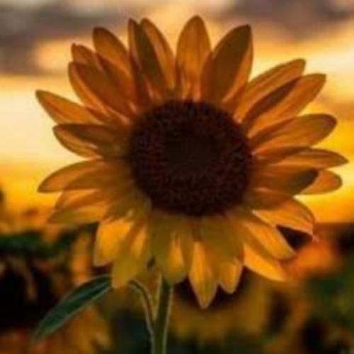 สมาชิกหมายเลข 5763253