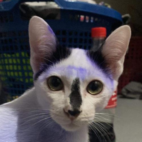 สมาชิกหมายเลข 7270493