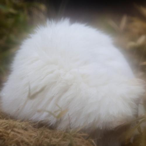 สมาชิกหมายเลข 3611652