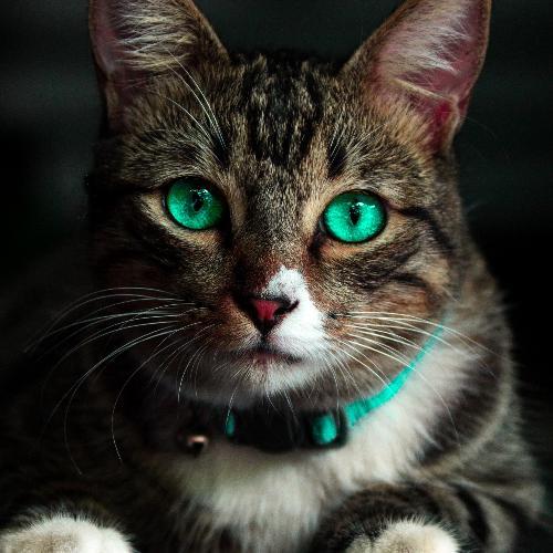 สมาชิกหมายเลข 4672405