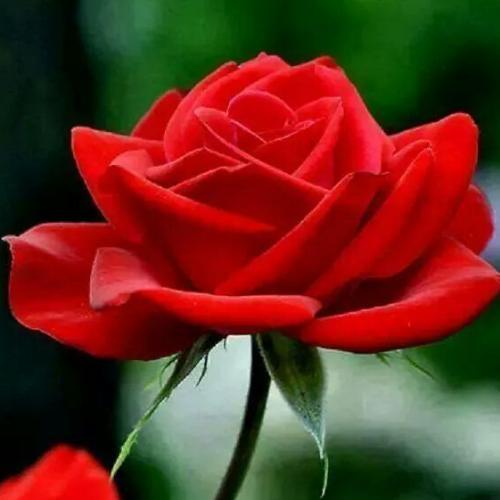 สมาชิกหมายเลข 6548182