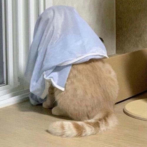 สมาชิกหมายเลข 7272230