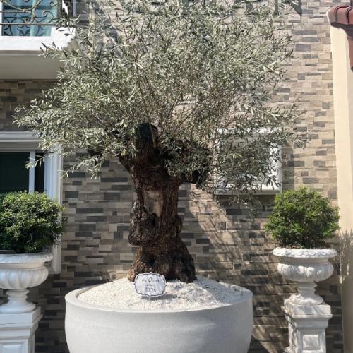 สมาชิกหมายเลข 3045394