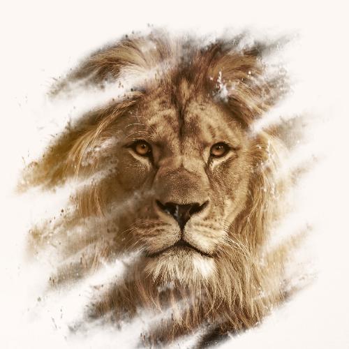 สมาชิกหมายเลข 8092595