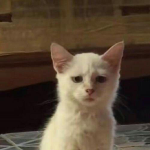 สมาชิกหมายเลข 8092836