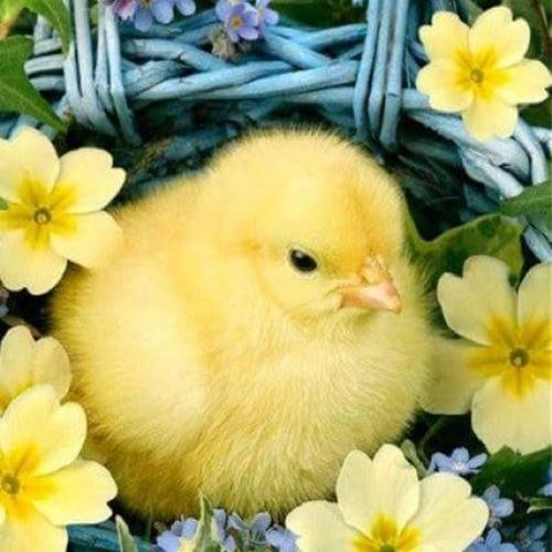 สมาชิกหมายเลข 5428893