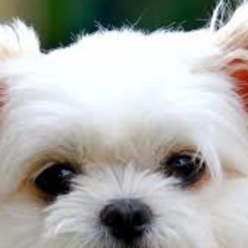 สมาชิกหมายเลข 5906313