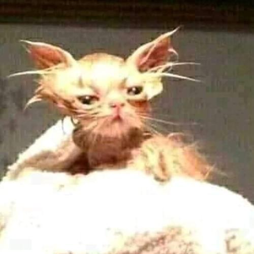 สมาชิกหมายเลข 5944543