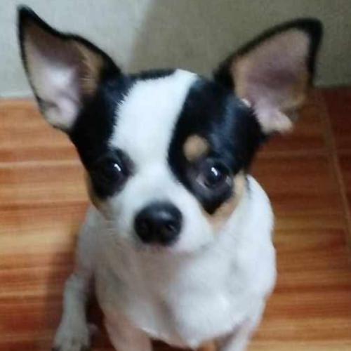 กินข้าวกับปลาทูทอด