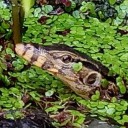 สมาชิกหมายเลข 4294141