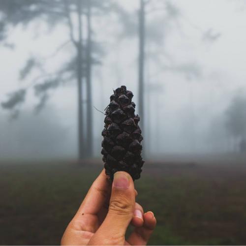 สมาชิกหมายเลข 2443379