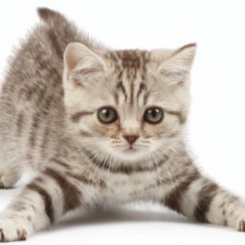 สมาชิกหมายเลข 8095210