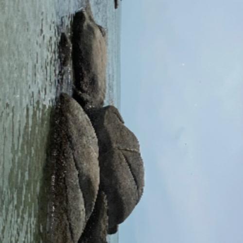 สมาชิกหมายเลข 6654596