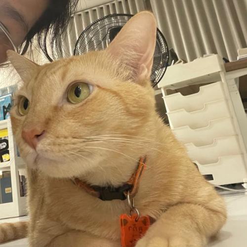 ธาราสินธุ์