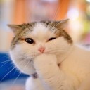 สมาชิกหมายเลข 4294678