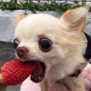 สมาชิกหมายเลข 3134151