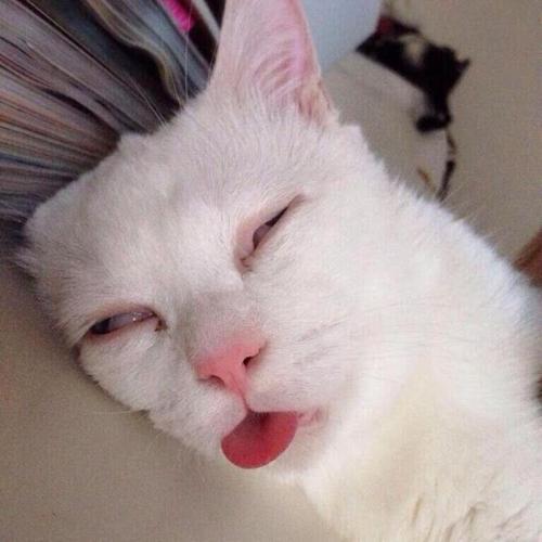 สมาชิกหมายเลข 4410771