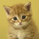 สมาชิกหมายเลข 2142499