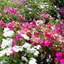 สมาชิกหมายเลข 3828979