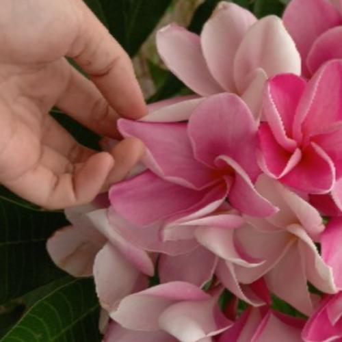 สมาชิกหมายเลข 8098205