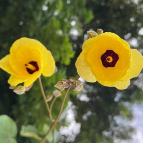 เคียงข้างรักเธอนิรันดร์