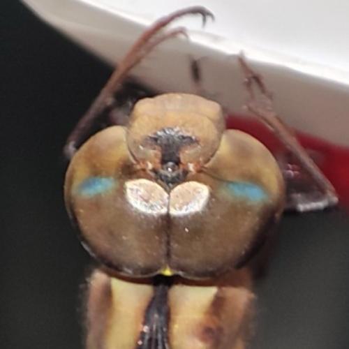 สมาชิกหมายเลข 974648