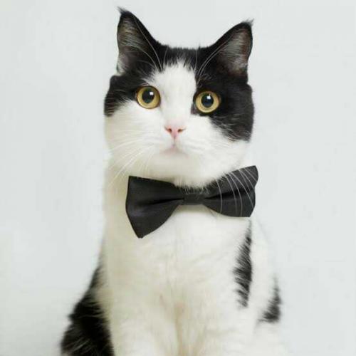 สมาชิกหมายเลข 4028358