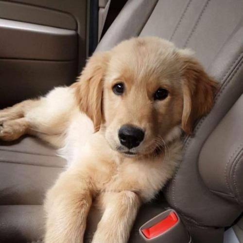 สมาชิกหมายเลข 6165290