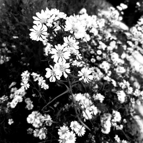 สมาชิกหมายเลข 7006146