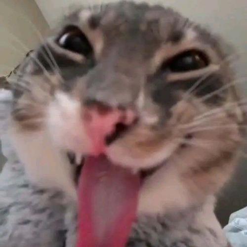 สมาชิกหมายเลข 7798444