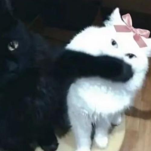 สมาชิกหมายเลข 9128497