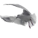 สมาชิกหมายเลข 2131362