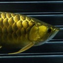 สมาชิกหมายเลข 4075919