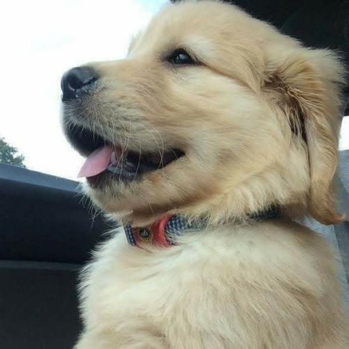 สมาชิกหมายเลข 5431618