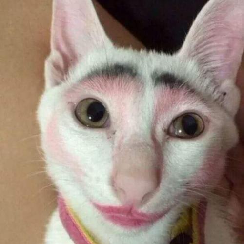 สมาชิกหมายเลข 4931889