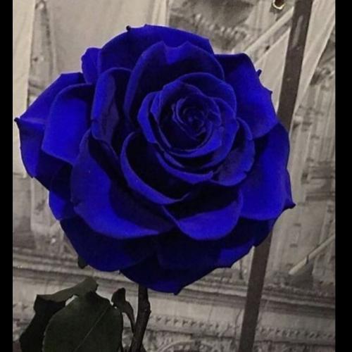 สมาชิกหมายเลข 7277940